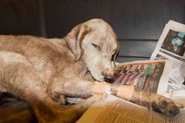 Αμαλιάδα: Βρήκε τον σκύλο ζωντανό πεταμένο μέσα στον κάδο απορριμμάτων